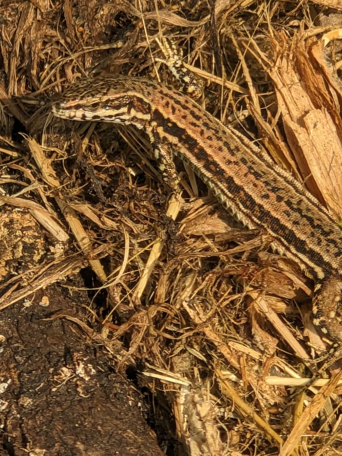 Hier leben Drachen!, Frankreich