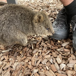 Another Rottnest Day by Newluks