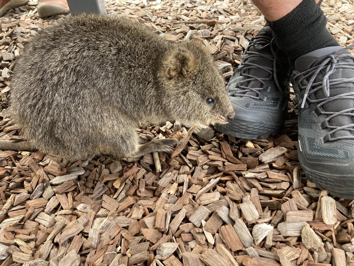 Un altro giorno di Rottnest