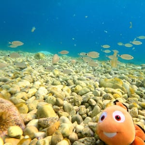 Finding Nemo by Simon &amp;amp; Lucy