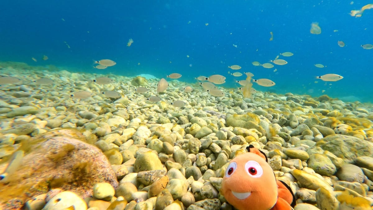 Finding Nemo, Kroatië
