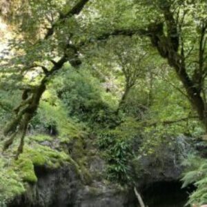 Profile photo of Pyl