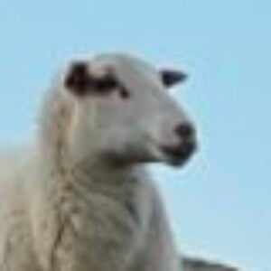 Profile photo of Ich